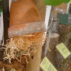 Einsatz von Nützlingen -für Haus und Garten    