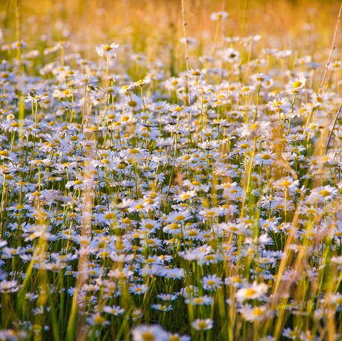 Pflanzenschutzliche  Gartenbegehung